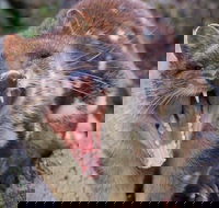 After Dark Tasmanian Devil Feeding Tour at Cradle Mountain - Schoolies Week Accommodation