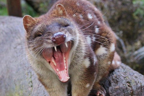 After Dark Tasmanian Devil Feeding Tour At Cradle Mountain - Schoolies Week Accommodation 0