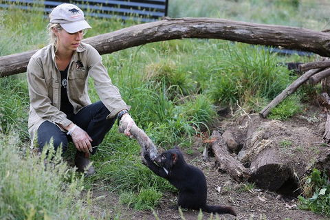 After Dark Tasmanian Devil Feeding Tour At Cradle Mountain - Schoolies Week Accommodation 1