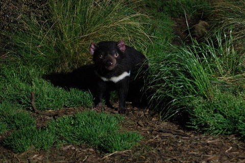 After Dark Tasmanian Devil Feeding Tour At Cradle Mountain - Schoolies Week Accommodation 4