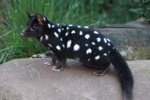 After Dark Tasmanian Devil Feeding Tour At Cradle Mountain - Schoolies Week Accommodation 5