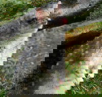 1-Hour Tasmanian Devil Feeding Day Tour at Cradle Mountain - Schoolies Week Accommodation