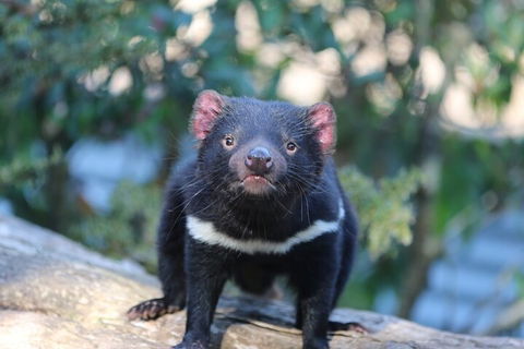 1-Hour Tasmanian Devil Feeding Day Tour At Cradle Mountain - Schoolies Week Accommodation 1