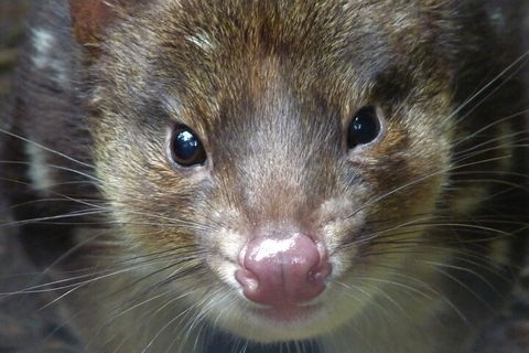 1-Hour Tasmanian Devil Feeding Day Tour At Cradle Mountain - Schoolies Week Accommodation 3