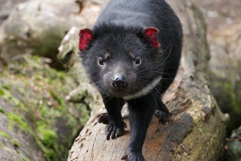 1-Hour Tasmanian Devil Feeding Day Tour At Cradle Mountain - Schoolies Week Accommodation 4