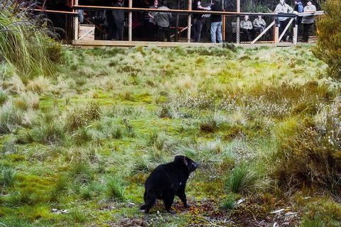 1-Hour Tasmanian Devil Feeding Day Tour At Cradle Mountain - Schoolies Week Accommodation 5