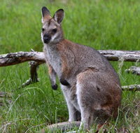 Ultimate Blue Mountains and Wildlife Tour - Schoolies Week Accommodation