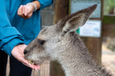 Private Blue Mountains Escape The Crowds SUV Tour - Schoolies Week Accommodation 2