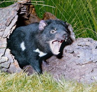 Private Blue Mountains Tour with Kangaroo and Koala Experience - Schoolies Week Accommodation