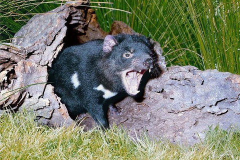 Private Blue Mountains Tour With Kangaroo And Koala Experience - Schoolies Week Accommodation 0
