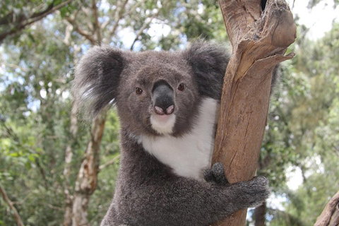 Private Blue Mountains Tour With Kangaroo And Koala Experience - Schoolies Week Accommodation 2