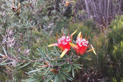 Private Blue Mountains Tour With Kangaroo And Koala Experience - Schoolies Week Accommodation 4