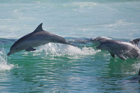 Private Port Stephens Day Trip From Sydney Including Dolphin Cruise - Schoolies Week Accommodation 1
