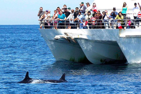 Private Port Stephens Day Trip From Sydney Including Dolphin Cruise - Schoolies Week Accommodation 2