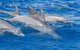 Private Port Stephens Day Trip From Sydney Including Dolphin Cruise - thumb 4