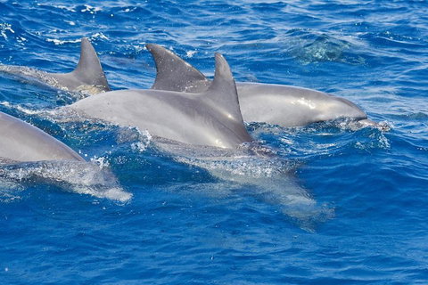 Private Port Stephens Day Trip From Sydney Including Dolphin Cruise - Schoolies Week Accommodation 4