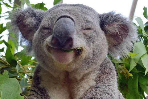 Private All Blue Mountains Day Tour - Schoolies Week Accommodation 2