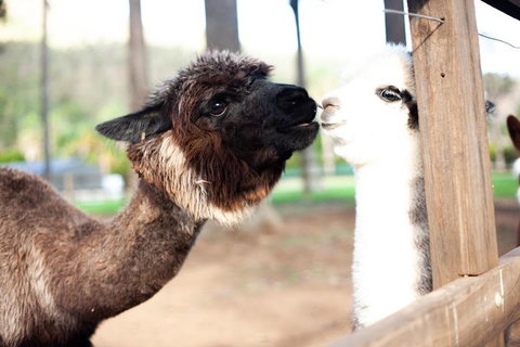 O'Reilly's & Lamington National Park Incl. Alpaca Farm + Vineyard - Schoolies Week Accommodation 4