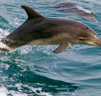 1.5HR Mudjimba Island Wildlife Safari - Schoolies Week Accommodation