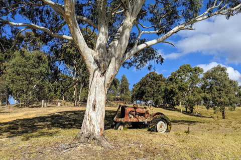 Blue Mountains Private Tour - Wild Kangaroos, Waterfalls And The Three Sisters - Schoolies Week Accommodation 1