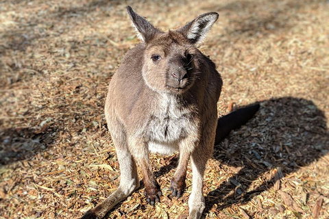 Blue Mountains Private Tour - Wild Kangaroos, Waterfalls And The Three Sisters - Schoolies Week Accommodation 2