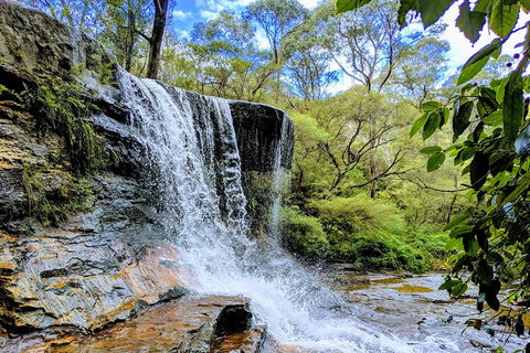 Blue Mountains Private Tour - Wild Kangaroos, Waterfalls And The Three Sisters - Schoolies Week Accommodation 5