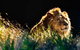 Sydney Taronga Zoo General Entry Ticket - thumb 0