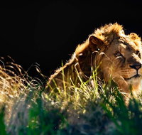 Sydney Taronga Zoo General Entry Ticket - Schoolies Week Accommodation