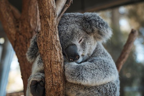 Sydney Taronga Zoo General Entry Ticket - Schoolies Week Accommodation 3