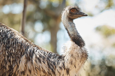 Sydney Taronga Zoo General Entry Ticket - Schoolies Week Accommodation 4
