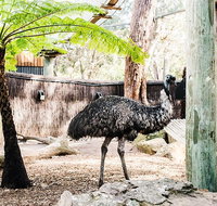 Sydney Taronga Zoo General Entry Ticket and Wild Australia Experience - Schoolies Week Accommodation