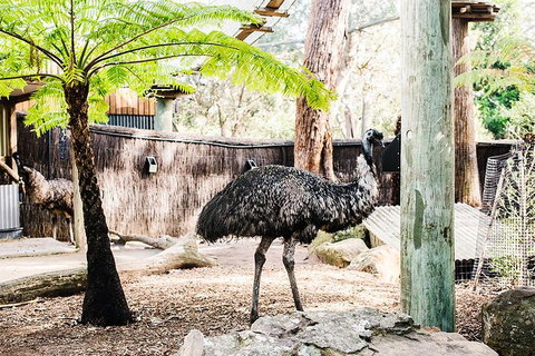 Sydney Taronga Zoo General Entry Ticket And Wild Australia Experience - Schoolies Week Accommodation 0