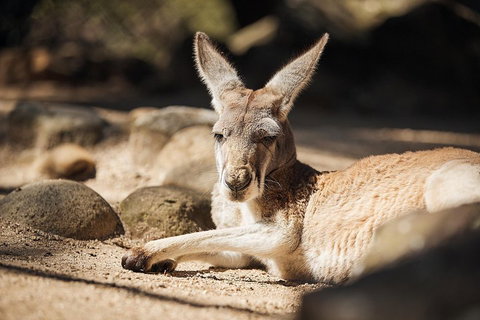 Sydney Taronga Zoo General Entry Ticket And Wild Australia Experience - Schoolies Week Accommodation 3