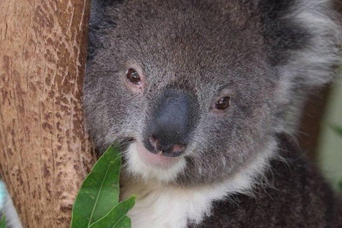 All Inclusive Blue Mountains Small-Group Day Trip From Sydney - Schoolies Week Accommodation 1