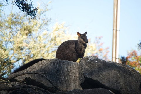 The Explorers' Discovery Tour - Gold, Wine & Wildlife - Schoolies Week Accommodation 4