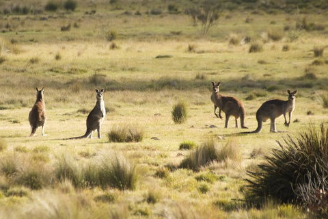 From The Mountains To The Bay - 4 Day Rediscovery Small Group Tour - Schoolies Week Accommodation 4