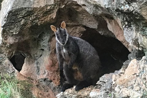 Inside The Greater Blue Mountains World Heritage - A Wildlife Safari Overnight - Schoolies Week Accommodation 1