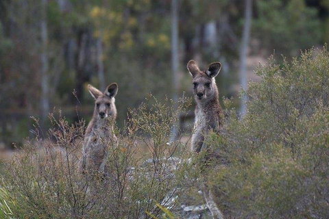 Inside The Greater Blue Mountains World Heritage - A Wildlife Safari Overnight - Schoolies Week Accommodation 2