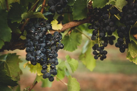 Hideaway Private Tours Hunter Valley- Indulgence Wine Tour (Full Day) - Schoolies Week Accommodation 3