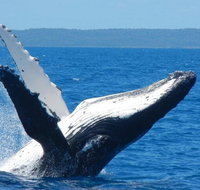 Mooloolaba Whale Watching Tour - Schoolies Week Accommodation
