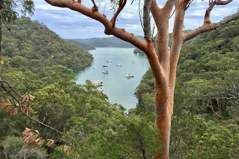 Shore Excursion: Sydney's Northern Beaches & Ku-ring-gai National Park Bus Tour - Schoolies Week Accommodation 1