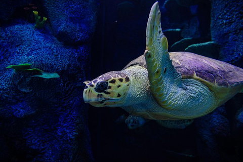 Sydney Attractions Pass: SEA LIFE Aquarium, Sydney Tower Eye, WILD LIFE Zoo And Madame Tussauds - Schoolies Week Accommodation 1