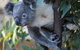 Sydney Attractions Pass: SEA LIFE Aquarium, Sydney Tower Eye, WILD LIFE Zoo And Madame Tussauds - thumb 2
