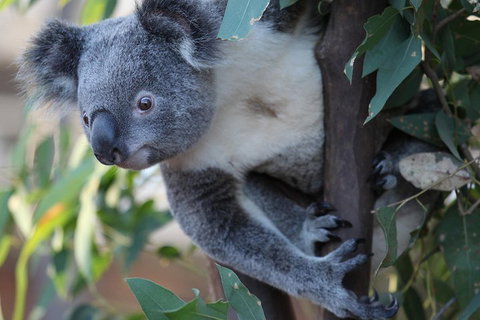 Sydney Attractions Pass: SEA LIFE Aquarium, Sydney Tower Eye, WILD LIFE Zoo And Madame Tussauds - Schoolies Week Accommodation 2