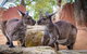 Sydney Attractions Pass: SEA LIFE Aquarium, Sydney Tower Eye, WILD LIFE Zoo And Madame Tussauds - thumb 5