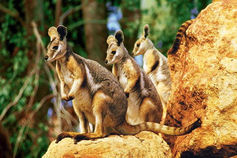 Sydney Harbour Hop On Hop Off Cruise With Taronga Zoo Entry - Schoolies Week Accommodation 4