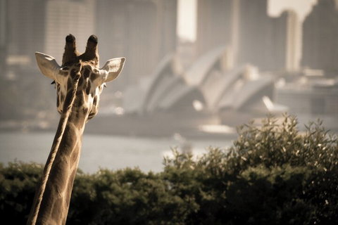 Sydney Harbour Hop On Hop Off Cruise With Taronga Zoo Entry - Schoolies Week Accommodation 5