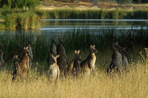 Canberra - The National Capital | Full Day Private Tour | Departs From Sydney - Schoolies Week Accommodation 3