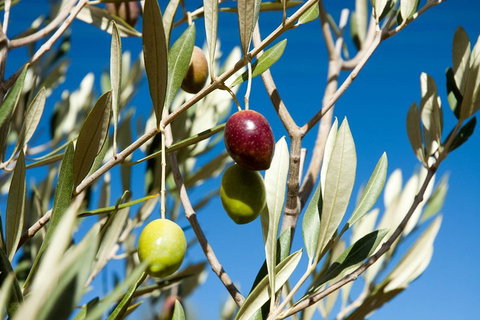 Fine Flavours - Full Day Kangaroo Island Food & Wine Tour - Schoolies Week Accommodation 4
