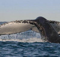 Sydney Whale-Watching Cruise Including Lunch or Breakfast - Schoolies Week Accommodation